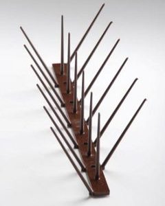 Bird Spike Brown
